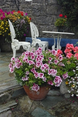 Pelargonium grandiflorum (hybrid)