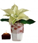 Květináč s Poinsettií můžete ozdobit krajkou či jinými materiály