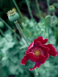 Mák setý (Papaver somniferum) je v naší zemi pěstován především pro svoje semínka, v celém světě pak pro látky obsažené v latexu, který z něj po naříznutí vytéká. Somniferum znamená přinášející spánek - a mnozí vědí, že se z máku vyrábí opium a heroin. Jeho role není ale jen negativní - obsahové látky pomáhají proti křečím a při nemocích srdce