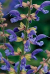 Šalvěj lékařská (Salovia officinalis) pomáhá při zánětech dýchacích cest a ústní dutiny