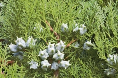 Bývalý druh Thuja orientalis - nyní správně Platycladus orientalis - je nejblíž příbuzná k rodu Microbiota. Šištice jsou nejprve dužnaté, ojíněné, později dřevnatějí. Právě dužnatost mladyých šišek je dobrým rozlišovacím znakem oproti rovněž často pěstovaným tújím či cypřiškům