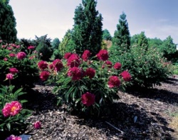 Plnokvětá tmavě červená Paeonia lactiflora Mei Gui Hong