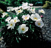 Elegantní Paeonia lactiflora s jednoduchými bílými květy