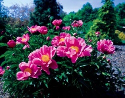 Nádherná čínská odrůda Paeonia lactiflora Bing Quing