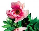 Křovitá pivoňka Paeonia suffruticosa Hanakisoi