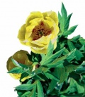 Žlutý květ - Paeonia x lemoinei Mine d Or
