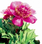 Paeonia officinalis Anemoniflora Rosea s neobvyklým tvarem květu