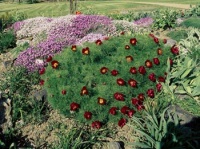 Pivoňka tenkolistá (Paeonia tenuifolia) se hodí do skalek a na suchá světlá místa