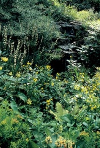 Toto pestré zákoutí tvoří: prvosenky (Primula japonica a další), kejklířky (Mimulus gutatus), kapradiny a bledě žlutý badil (Sisyrinchium striatum)