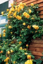 Růže Graham Thomas (David Austin Roses)