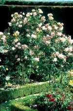 Růže A Shropshire Lad (David Austin Foses)