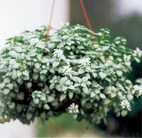 Mezi rostliny okrasné listem patří například hluchavka (Lamiastrum maculatum White Nancy)