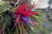 Tillandsia ionatha scupulosa. Květina je vhodná pro epifytní pěstování