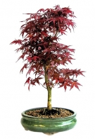 Javor dlanitolistý (Acer palmatum) má listy různých tvarů a velikostí v odstínech zelené a fialové, které se na podzim zbarví od světle žluté přes zářivě žlutou, oranžovou, červenou a rudou až po purpurově fialovou