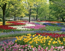 Květy tulipánů jsou velmi rozmanité, kalichovité, vejčitě uzavřené, široce otevřené, liliovité, plnokvěté...