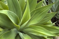 Agave attenuata patří spíše k menším druhům agáve. Vynikající rostlinou do bytu je Agave victoriae-reginae, která v dospělosti doroste jen velikosti talíře a nemá listy s ostrými hroty. Naopak nevhodná je nejčastěji pěstovaná Agave americana dorůstající obřích rozměrů s nebezpečně pichlavými konci listů