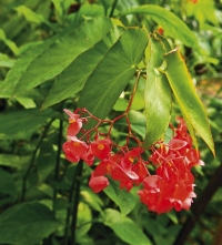 Begonia coralina je vzpř&iacute;men&yacute; druh vysok&yacute; asi 120-150 cm. N&aacute;padně a bohatě kvete, proto se hojně použ&iacute;v&aacute; ke kř&iacute;žen&iacute;. Potřebuje hodně světla a chladněj&scaron;&iacute; přezimov&aacute;n&iacute;, velmi dobře roste na chodb&aacute;ch a verand&aacute;ch