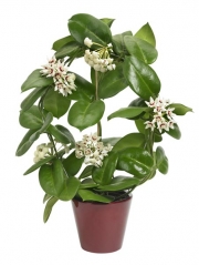 HOYA CALYCINA