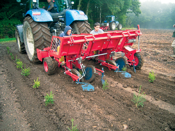 Z lesní školky na plantáž (Zdroj: Hornbach)