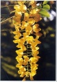 Štědřenec (Laburnum) bývá někdy lidově nazýván "zlatý déš" kvůli bohatým hroznům zlatožlutých květů. Obvykle mívá výšku kolem 4 metrů, pokud je ale přistíněn stromy, dere se za sluncem do podstatně větší výšky. Je naprosto nenáročný. Dejte ale poor na malé děti - zelené tenké lusky (plody) štědřence jsou velmi jedovaté
