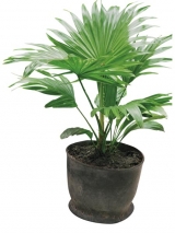 COCOS NUCIFERA