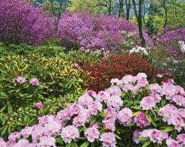 Většina rododendronů nesnáší vápník, ale výjimky existují, například rododendron chlupatý (R. hirsutum), rododendron raný (R. x praecox) a některé tropické druhy rsotoucí na vápencových skalách