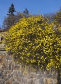 Jasmín nahokvětý (Jasminum nudiflorum)
