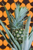 Ananas preferuje dobře osvětlené stanoviště chráněné před přímým sluncem a vlhký substrát
