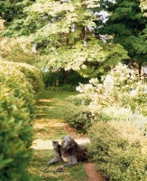 Nezvyklý živý plot z pěnišníků (Rhododendron) odděluje tuto část zahrady. Vpravo je cestička lemována panašovaným zimostrázem (Buxus sempervirens Aurea), za nímž bují květiny a růže v zelenobílé barevnosti