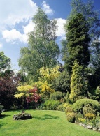 V kompozici je použita osvědčená kombinace žlutá - bordó (a červená). Žluté listy dřezovce (Gleditsia triacanthos ´Sunburst´), květy štědřence (Laburnum) a janovce (Cytisus) jsou v pěkném kontrastu s červenolistým javorem (Acer platanoides ´Crimson King´) a myrobalánem (Prunus institia ´Niagra´) v pozadí. Vše neutralizuje záplava svěží zeleně