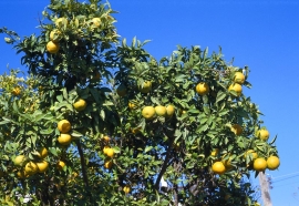 K nádherným zážitkům na dovolené patří setkání s rozkvetlými nebo plodícími citrusy. Bohatě plodící stromek citroníku jistě vyvolá touhu po vlastním výpěstku s plody bez chemických postřiků. Pro naše světelné podmínky v zimě je nejvhodnější stará odrůda z 19. století ’Lunario‘, dobře známý „citrón čtyř období“. Tvoří květy a plody po celý rok. Starší rostliny vyžadují prostorné nádoby a tvarování. Velké plody poskytuje česká pokojová odrůda ’Kade Ghana ARS 5‘