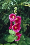 Topolovka růžová (Alcea rosea), jednoletá, v příznivých podmínkách víceletá bylina vysoká 1 až 2, 5 m. Okrasná léčivka s medonosným květenstvím, které rozkvétá od června do srpna. V posledních letech ve znečištěných oblastech trpí houbovou chorobou, specializovanou rzí (Puccinia malvacearum). Rostlina není po ošetření fungicidy poživatelná! Zahrádkáři zastavují postup choroby seříznutím nadzemních částí po odkvětu 