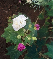 Ibišek měnivý (Hibiscus mutabilis) ráno rozkvétá bíle. Květ do večera změní barvu na sytě růžovou nebo světle fialovou