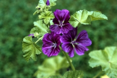 Sléz maurský (Malva mauritiana) původem z jižní Evropy byl na venkově vysazován do zahrádek na záhony léčivých rostlin. Sazenice léčivých slézů se šířily z klášterních zahrad. Dvouletá až vytrvalá bylina