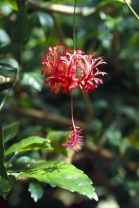 Pokojový druh ibišek klanoplátký, lidově korálový ibišek (Hibiscus schizopetalus) snese pokles teplot k 10 až 14 °C. Pochází z Keni a Tanzanie, kde dorůstá výšky okolo 3 m. Dobře snáší suchý vzduch a znečištěné ovzduší 