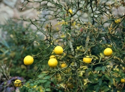 Citronečník trojlistý (Poncirus trifoliata) je jediným zástupcem ze skupiny citrusů, který u nás přežije zimu ve vinohradnických oblastech. Silně trnitý keř má krásné slabě vonné květy. Na podzim zahradu ozdobí zlatožlutými plody a listy. Hořkokyselá šťáva je vhodná do míchaných aperitivů. Je důležitou podnoží pro ostatní druhy a odrůdy citrusů 