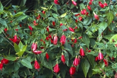 Škvrnoutec Conzattův (Malvaviscus conzattii, syn. M. penduliflorus) ze subtropické Ameriky je keřem vysokým asi 4 m. S rozkvetlými keři se ve Středozemí potkáte v červnu až srpnu a říjnu až prosinci. Korunní plátky květu jsou stočeny v trubku, z níž vyčnívá sloupek s tyčinkami a rozeklanou bliznou. Květ opylují kolibříci, na jihu Evropy netvoří semena. Množí se bylinnými řízky. U nás se pěstuje výjimečně jako přenosná zeleň nebo v zimních zahradách. Snese pokles teplot k 15 °C. Podobným druhem je M. arboreus 