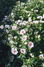 Ibišek syrský (Hibiscus syriacus) se množí řízkováním. Odrůdy roubováním, podnoží je původní druh