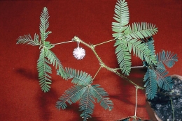 Citlivka stydlivá (Mimosa pudica) z tropické Ameriky po doteku klopí listy. Ve vědeckém názvu zůstalo slovo Mimosa. Citlivky se liší od kapinic tím, že mají stejný nebo dvojnásobný počet tyčinek oproti květním lístkům. U nás se pěstuje jako pokojová rostlina