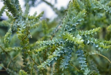 Acacia cultriformis s ozobnými fylodiemi