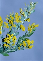 Kapinice podalyriolistá (A. podalyriifolia) má šedá fylodia. Pro silně vonné květy a malý vzrůst bývá pěstována v zimních zahradách
