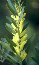 Květenství kapinice dlouholisté (A. longifolia) mají podobu rukávce