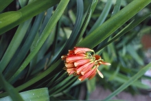 V parcích Středozemí se vysazuje a úspěšně rozrůstá Clivia x cyrtanthiflora s trubkovitými květy