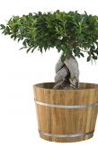 Ficus microcarpa je jedním z mnoha fíkusů, které se pěstují jako bonsaje, a je oblíbeným především pro robustní stavbu a výrazný tvar