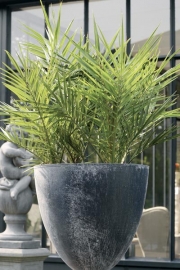 PHOENIX CANARIENSIS