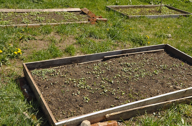 Jako hlavní plodiny v prvním roce volíte ty, které preferují hodně dusíku (pokud jste použili hnůj). Říká se jim zeleniny 1. tratě (dýně, cukety, košťáloviny, celer). Z kořenové zeleniny se hodí pouze ředkvičky jako jarní předplodina. Kořenová zelenina 2. tratě, např. mrkve a pastinák, si počkají až na druhý rok.