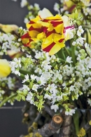Tím, jak tulipány rostou, nabízí živé proměnlivé aranžmá každým dnem jiný obrázek (Tulipa, Prunus)