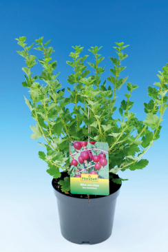 Angrešt Floraself (Zdroj: Hornbach)