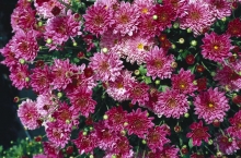Květinou krátkých dnů je listopadka neboli chryzantéma (Dendranthema), syn. (Chrysanthemum). Rozkvetlé listopadky v květináči zalévejte do hlubší misky. Až odkvetou, seřízněte je, přesaďte do muškátové zeminy a zalité uložte do sklepa. Na jaře je přesuňte ven, zalévejte je a přihnojujte. Na podzim znovu rozkvetou