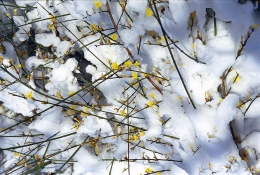 Jasmín nahokvětý (Jasminum nudiflorum) je jedním z mála keřů, které u nás v nižších polohách kvetou od konce listopadu do února. Na květinových záhonech zvláštní kouzlo vyzařují zasněžené trvalky s neopadavými listy, například juka, badan, čemeřice, a ponechaná suchá plodenství vyšších druhů, třeba divizny, travin nebo štětky